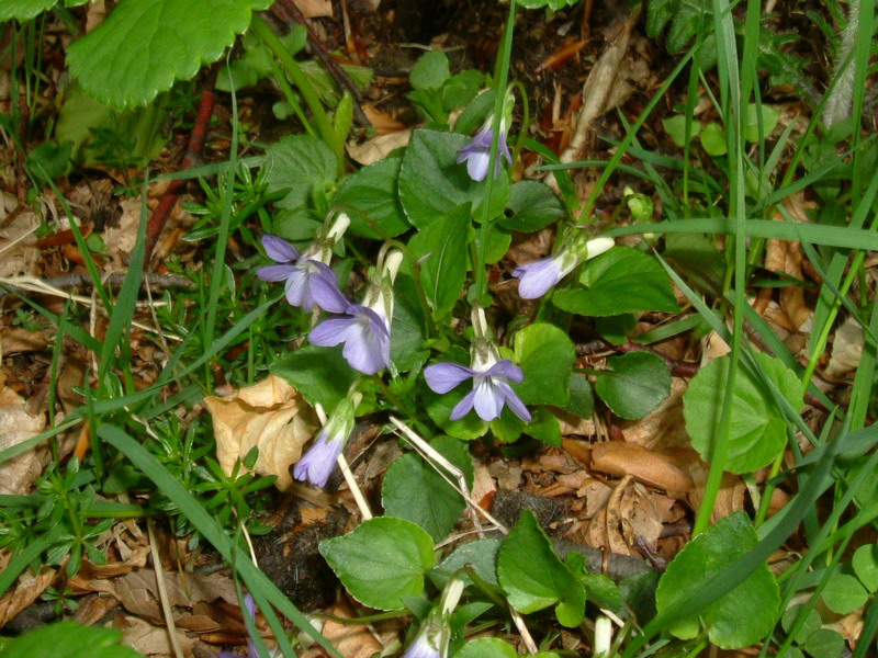 Sorgenti del Secchia  - Viola riviniana